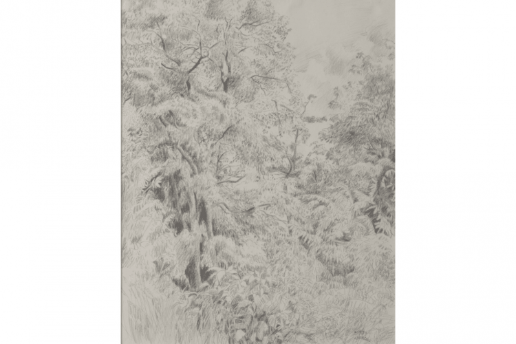 Alma Duncan, Summer’s Tangle [Enchevêtrement d’été], 1979, conté noir sur papier. Collection de la Galerie d’art d’Ottawa : don de Rosemarie Tovell, 2021.