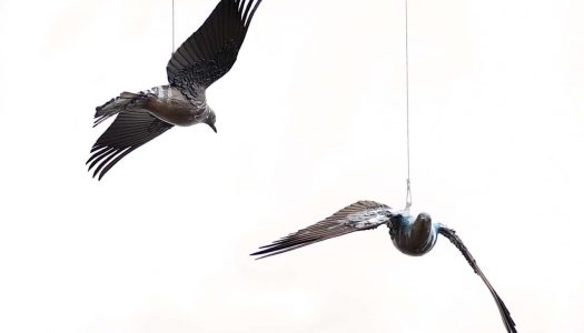 01a_Urban Migration