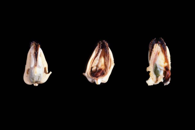 Chantal Gervais, Bivalvia Study (3), 2014, épreuve photographique, 21 cm x 32 cm, 420 $