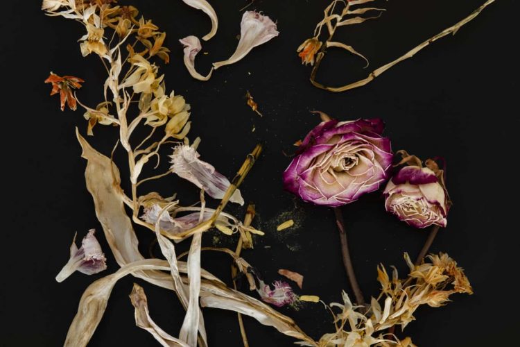 Joyce Crago, Detritus, Flowers, 2019, photographie, 45,72 x 50,8 cm, prix d’achat: $1,000, prix de location (par mois): $50