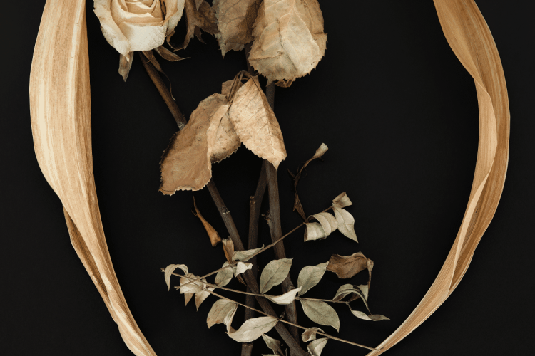 Joyce Crago
Detritus, Roses [Détritus, Roses], 2019
Impression à pigments qualité archives sur papier de chiffons Platine
Gracieuseté de l’artiste