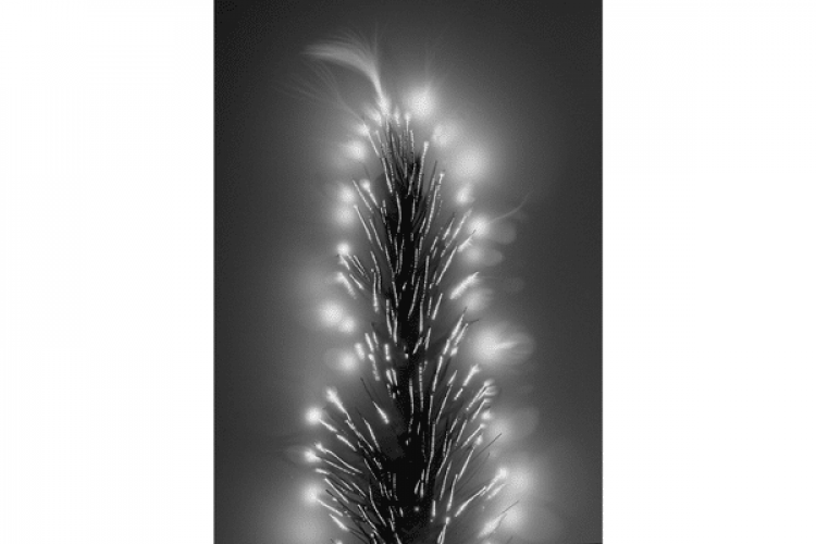 Marie-Jeanne Musiol, Plant Cosmos no. 1 (Foxtail), 2018, electrodynamic capture on silver gelatin negative / digital print. Courtesy of Pierre-François Ouellette art contemporain.