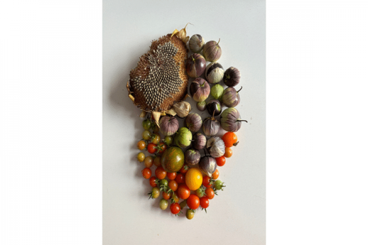 Deborah Margo, Harvesting from Allotment #22, 2022 – ongoing, slide show. Courtesy of the artist.