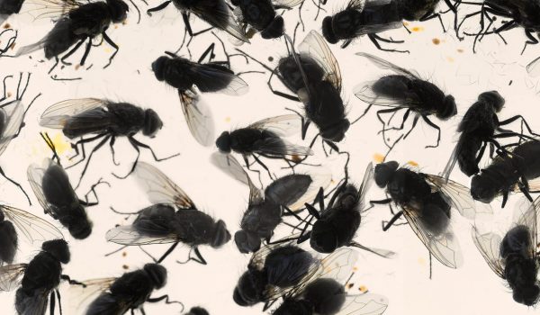 Flies---banner-_-8-feet - Web Banner Copy Horizontal