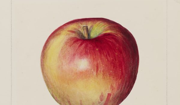 Ingenium_Bingo_Apple_19872378 (1) - cropped
