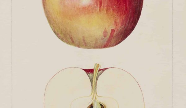 Ingenium_Bingo_Apple_19872378 (1)