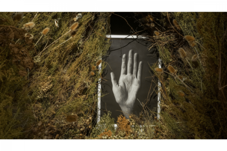 Olivia Johnston, grotto 2; audio: cello improv 1, 2026, dried plant matter, chicken wire, fishing wire, wood, pigment-ink print on cotton rag paper, light box, sound piece. Courtesy of the artist.