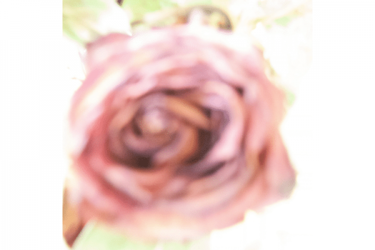 Photograph from Rose Series, 2026, digital photographs printed on acrylic panels, 24 x 24 in each, courtesy of the artist.