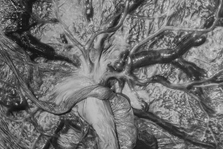Viscera, 2025, pigment print on canvas, 96.52 x 76.2 cm, courtesy of the artist.